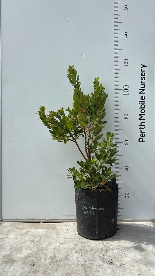 Irish Strawberry Fruit Tree