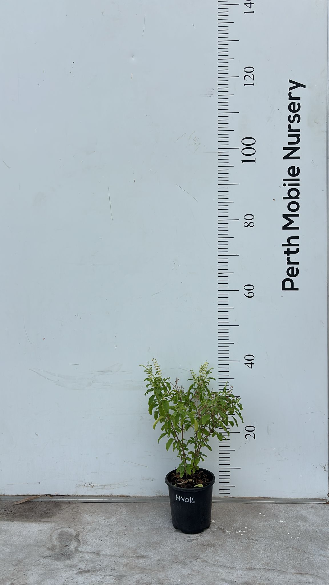 Holy Basil Tulsi