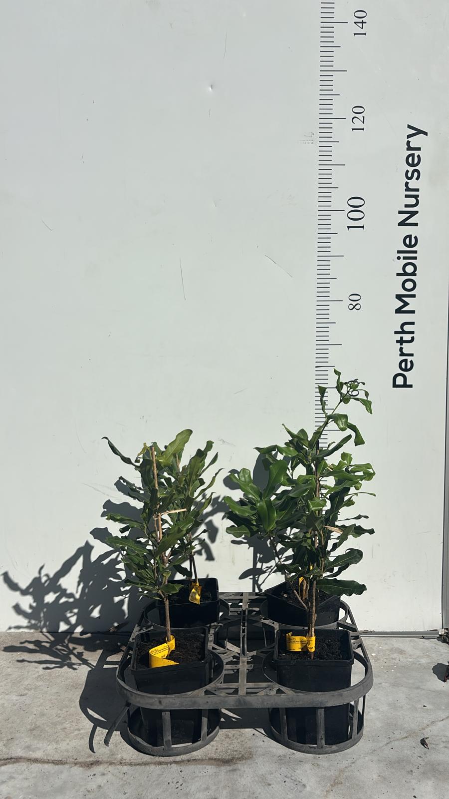 Macadamia Tree (Macadamia integrifolia)