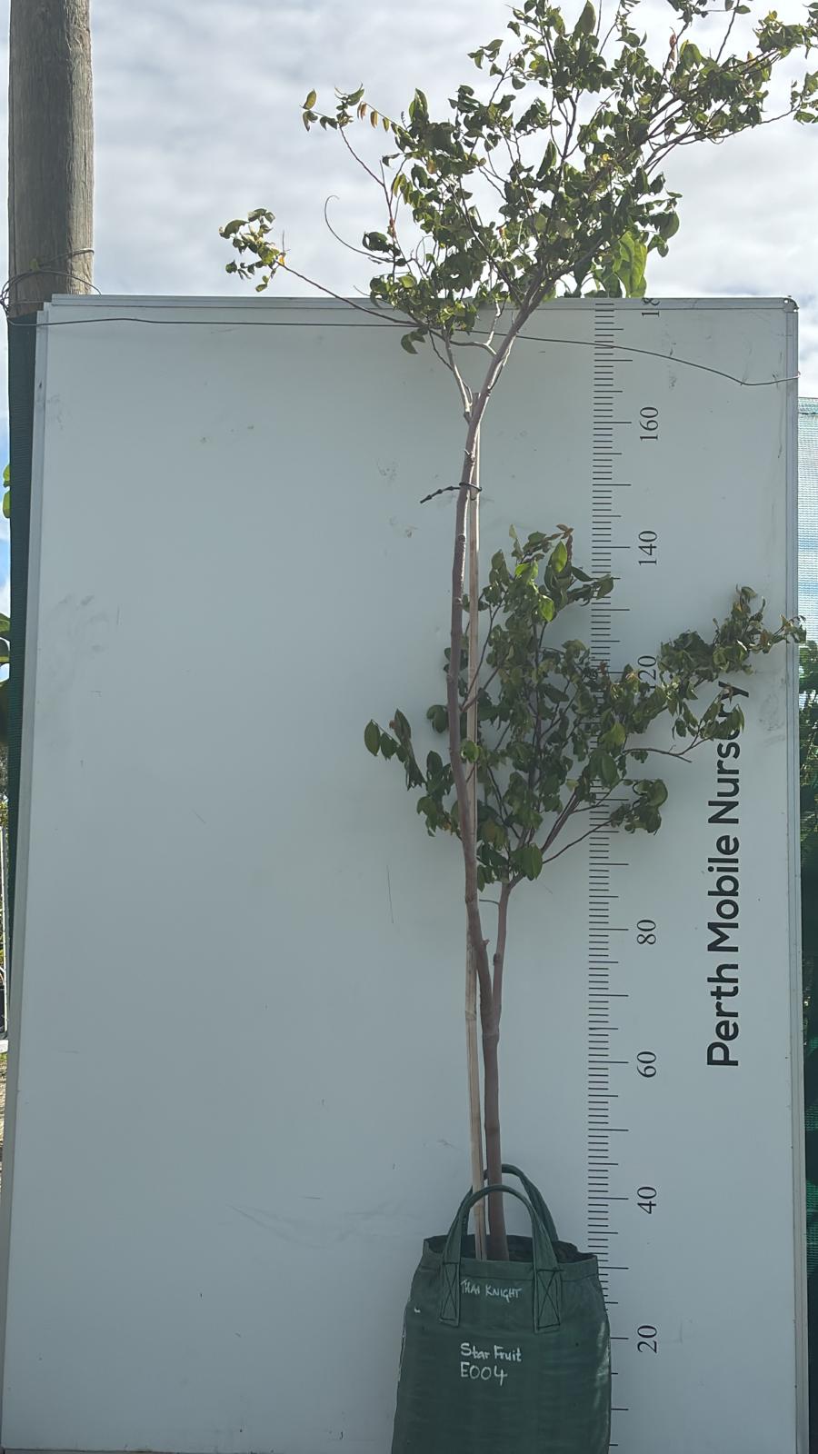 Starfruit Carambola Balimbing Fruit Tree