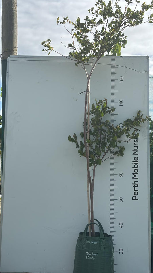 Starfruit Carambola Balimbing Fruit Tree