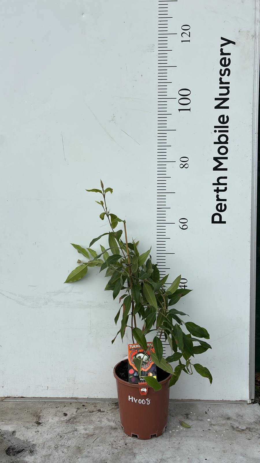 Lemon Myrtle Plant