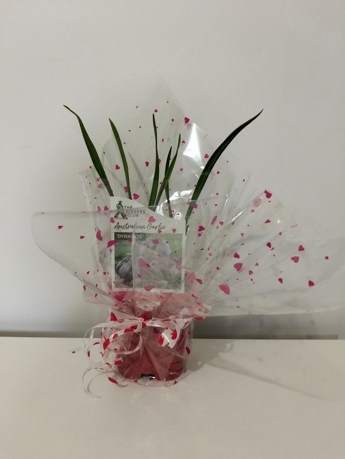 Australian Purple Garlic Plant