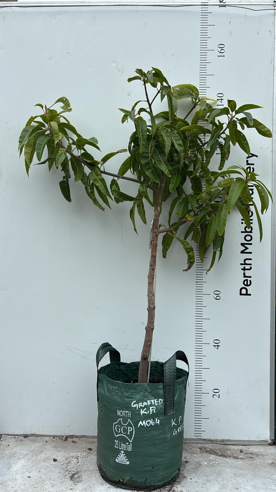 Kensington Pride Mango Tree