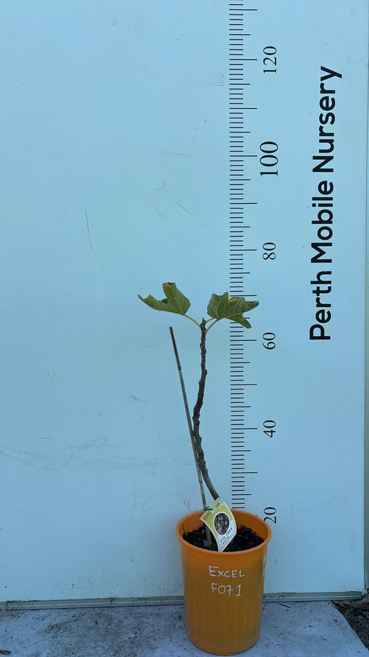 Excel Fig Tree