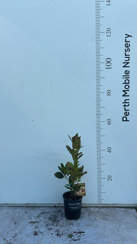 Dwarf Bay Leaves Tree Baby Bay