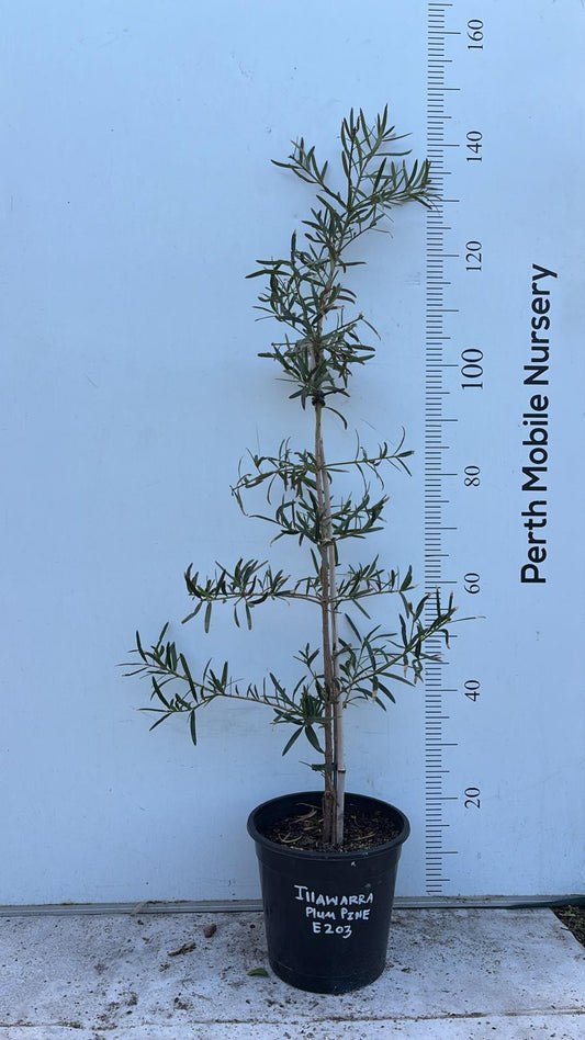 Illawarra Plum Pine