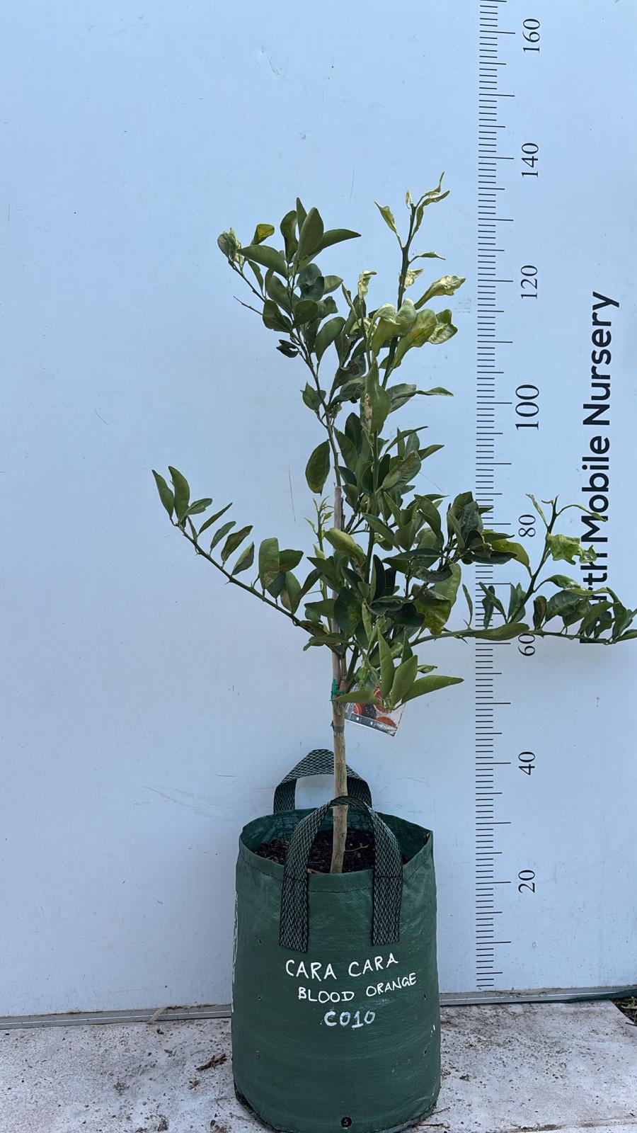 Cara Cara Navel Orange Fruit Tree