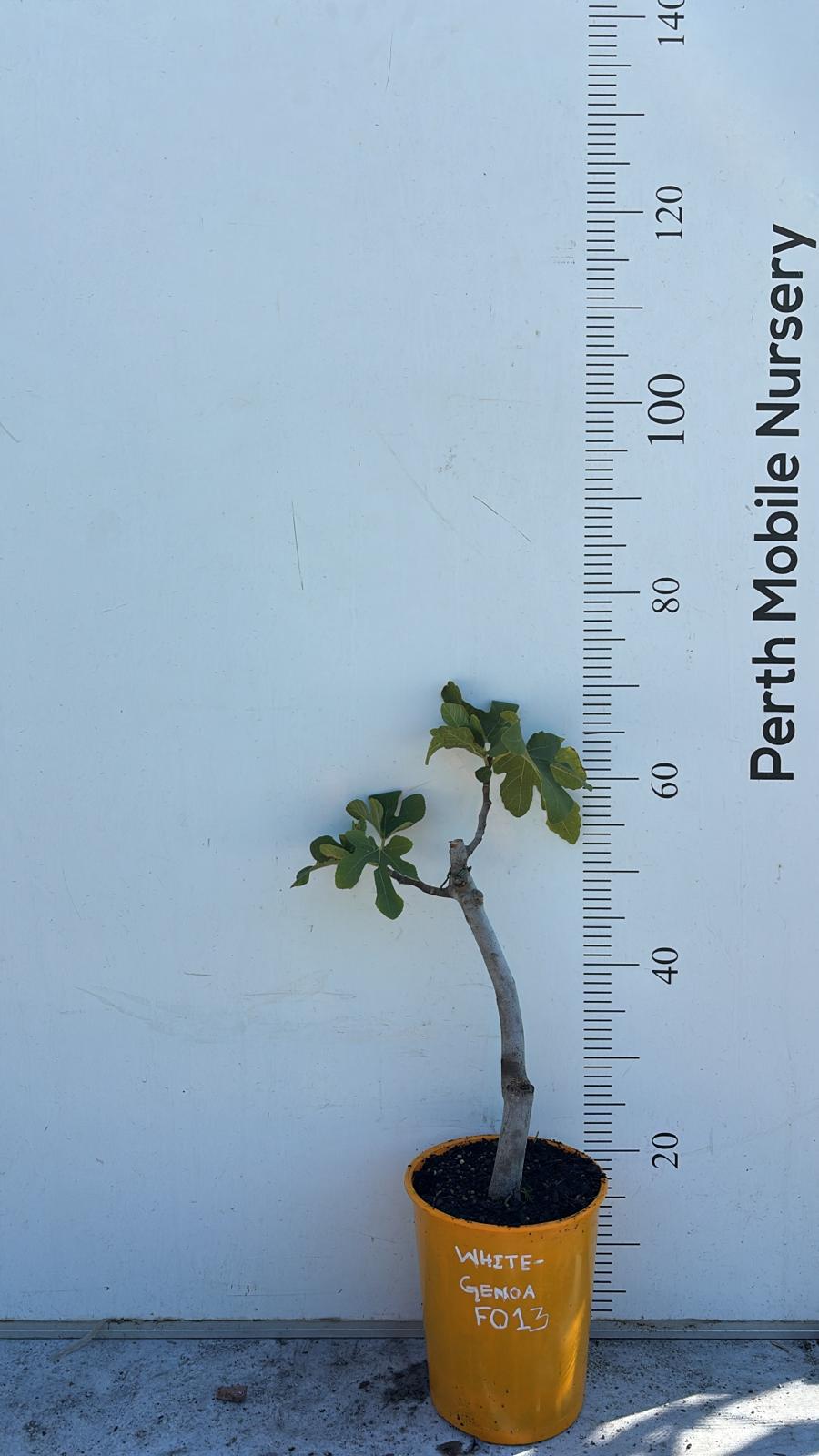 Fig Tree White Genoa