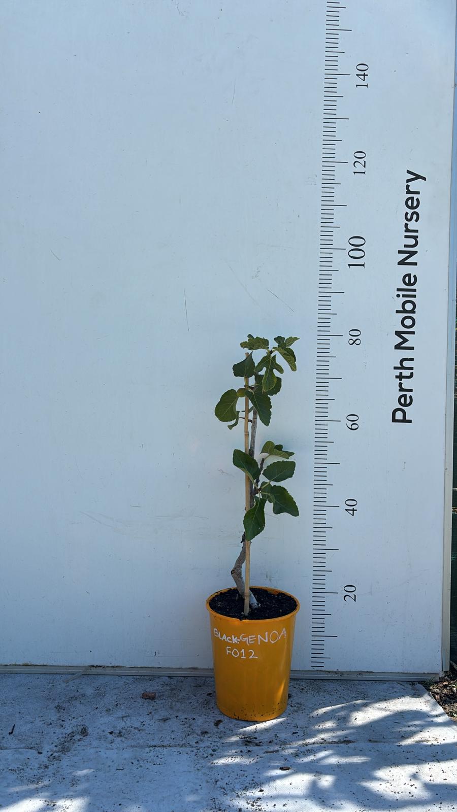 Fig Tree Black Genoa