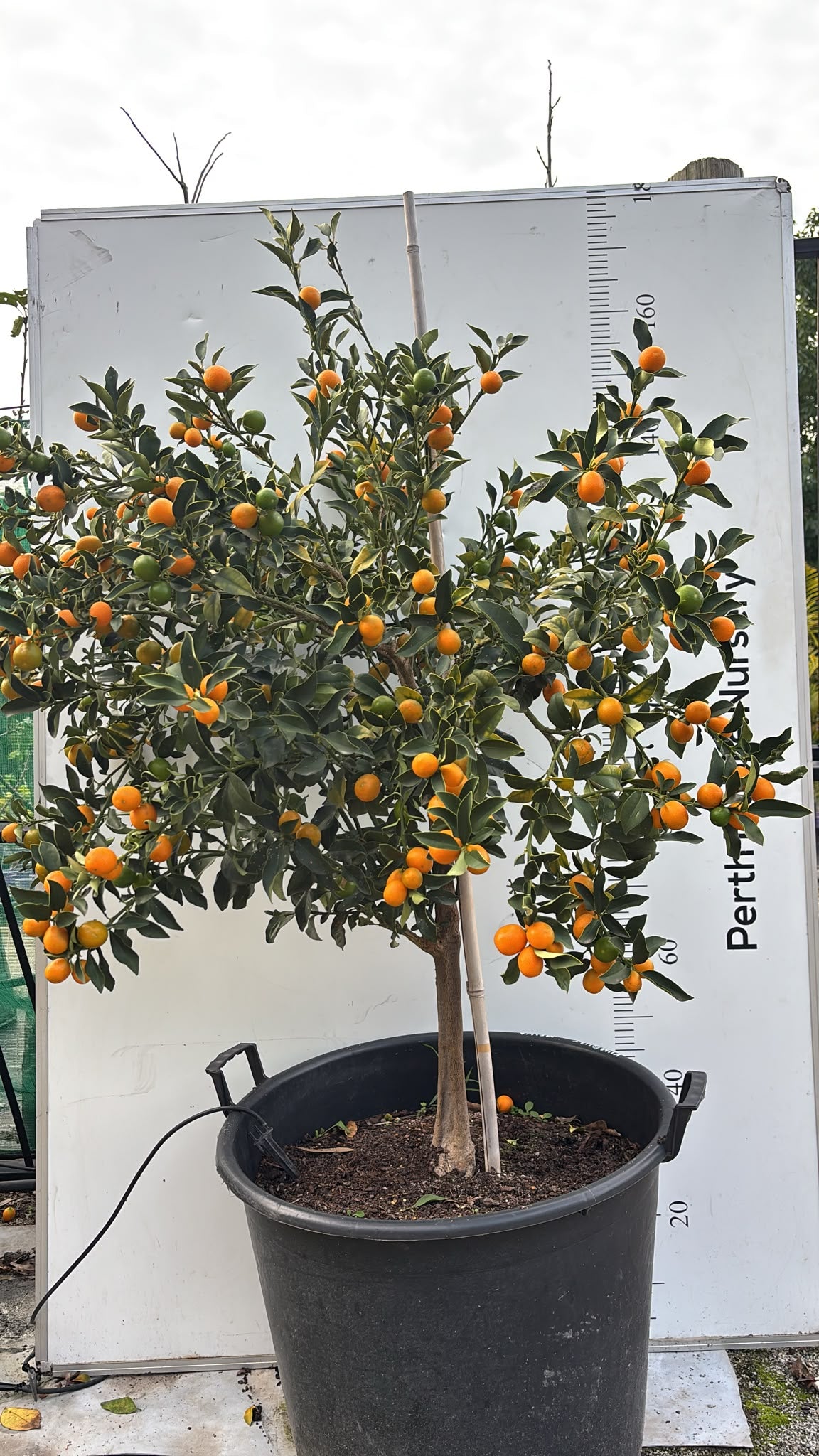 Fruit Tree Kumquat Cumquat Nagami