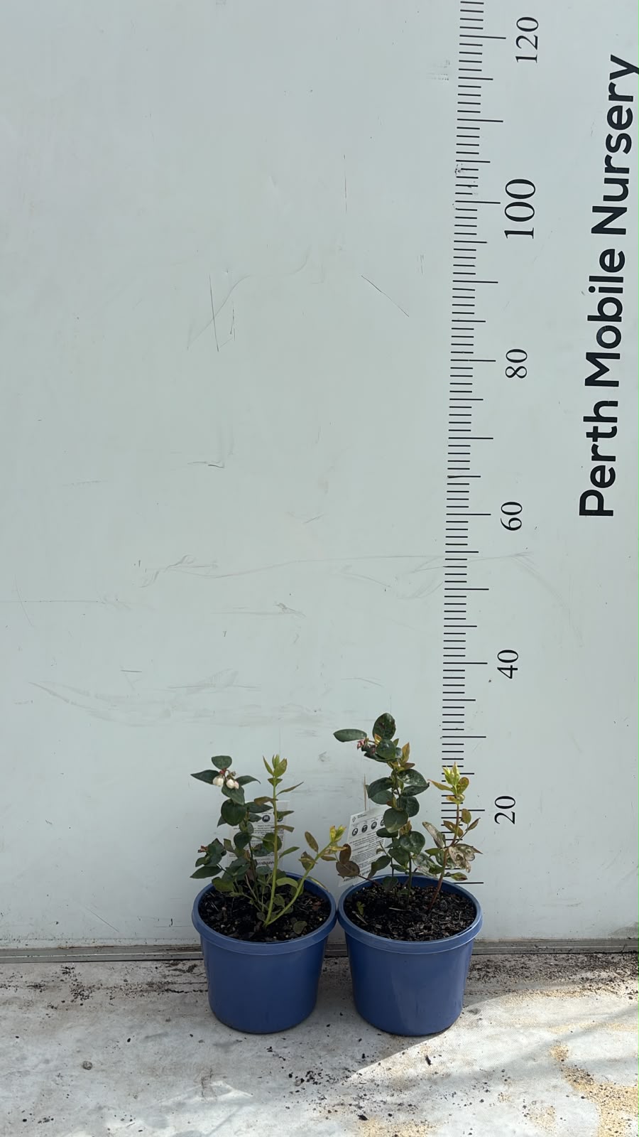 Blueberry Blueberries Bush