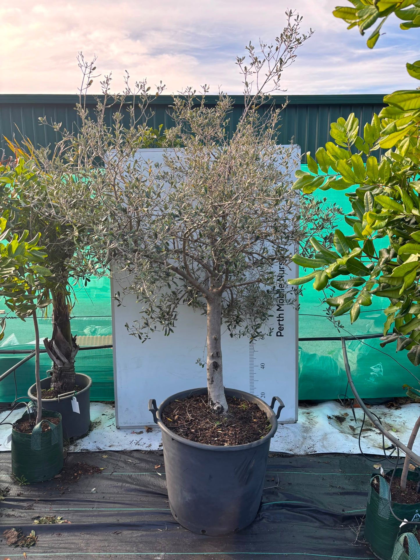 Olive Tree