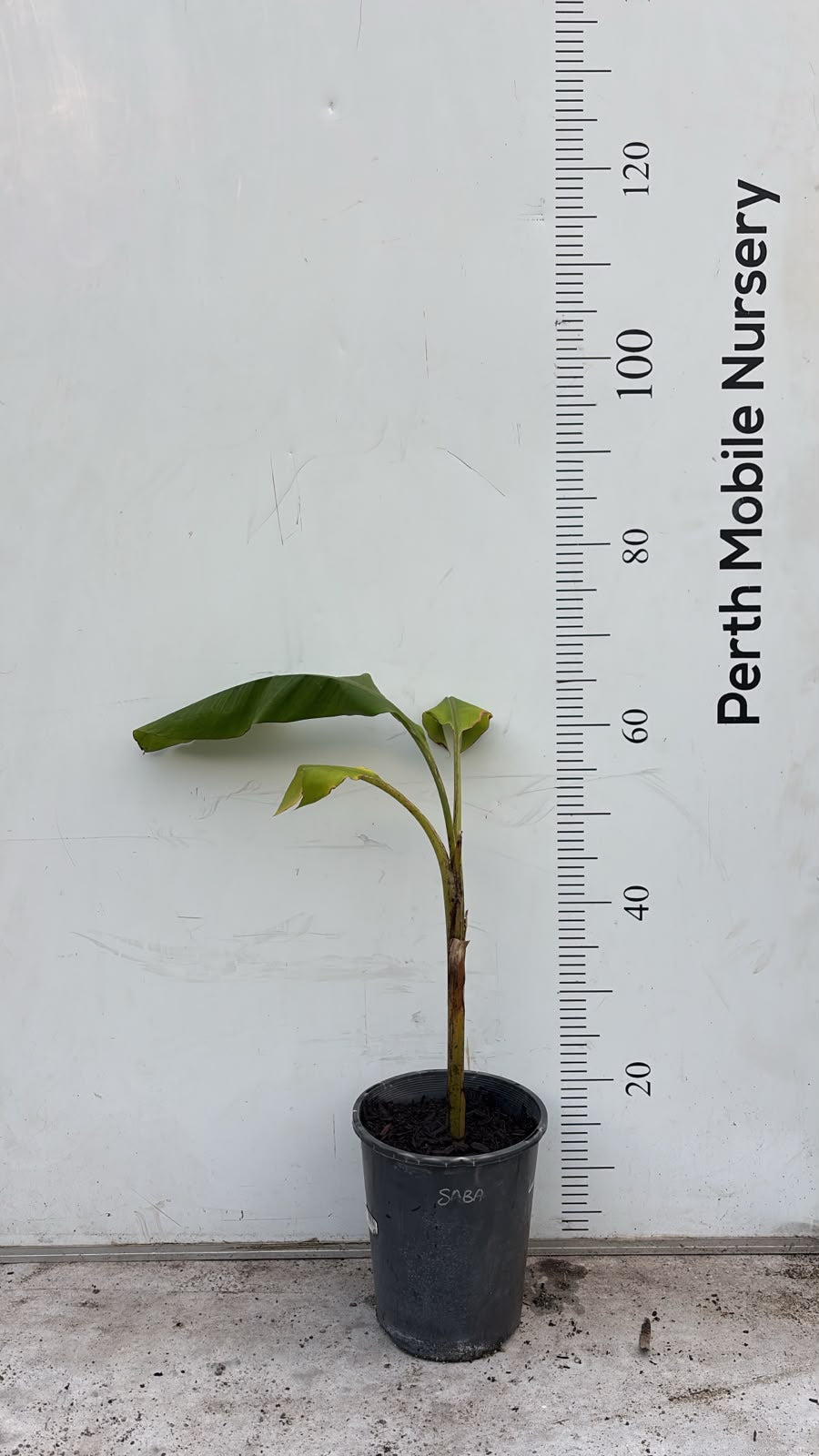 Banana Tree Saba Bluggoe Mini Plantain