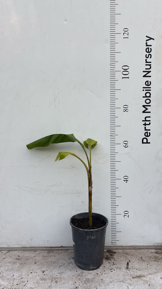 Banana Tree Saba Bluggoe Mini Plantain