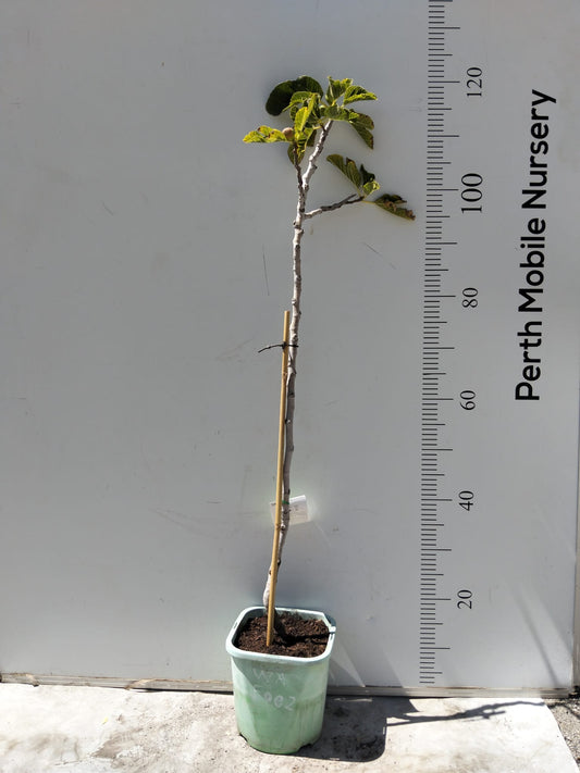 Fig Tree White Adriatic