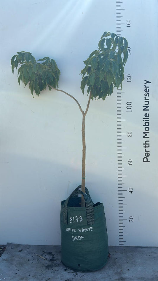 Aztec White Sapote Fruit Tree
