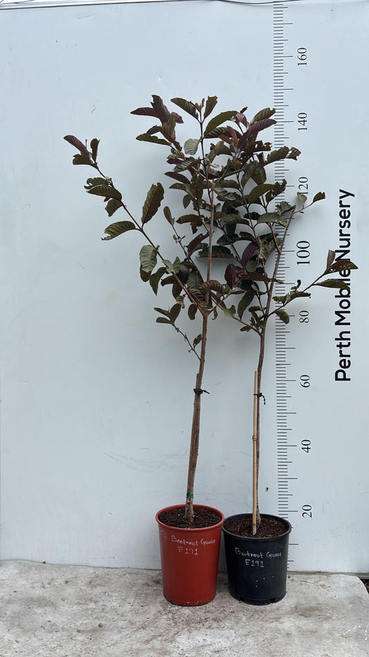 Beetroot Guava Tree