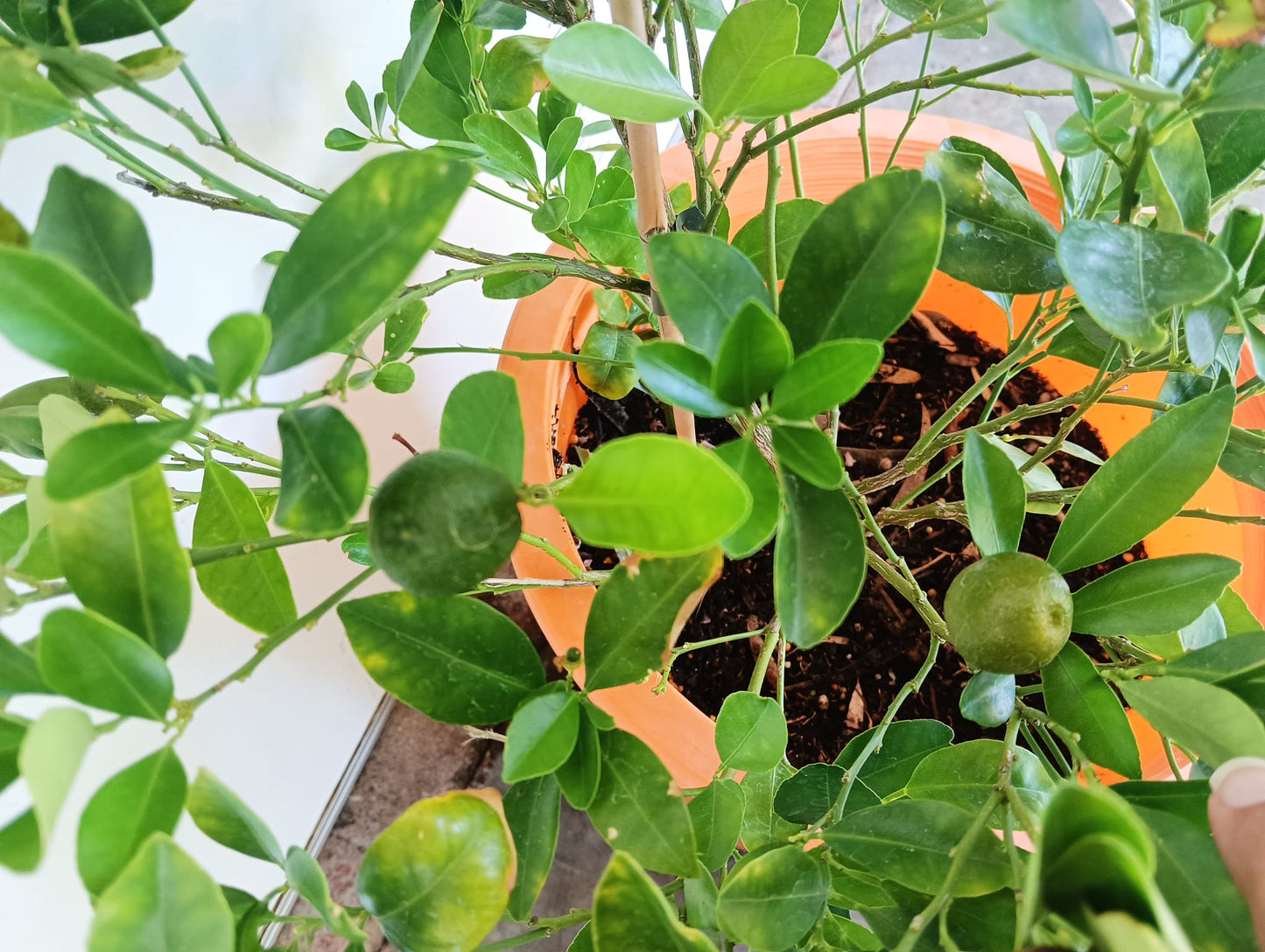 Calamansi Calamondin Perth