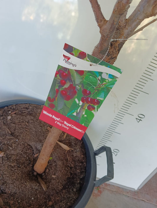 Cherry Tree 2 way