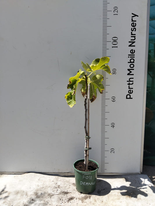 Fig Tree Deanne
