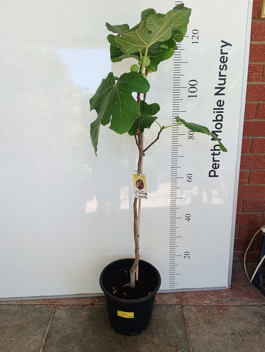 St Dominique Fig Perth