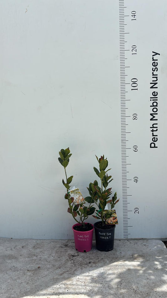 Dwarf Bay Leaves Tree Baby Bay