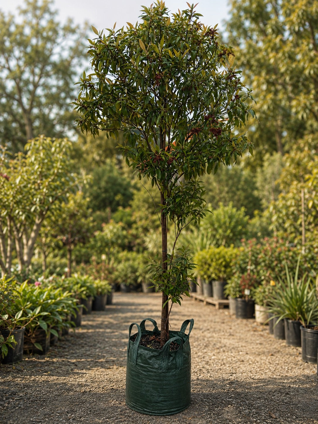 Lemon Myrtle Plant