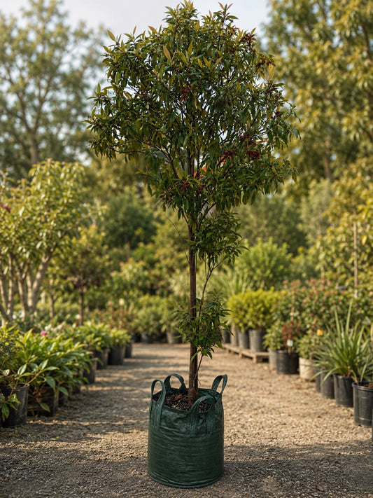 Lemon Myrtle (Backhousia citriodora) Plant