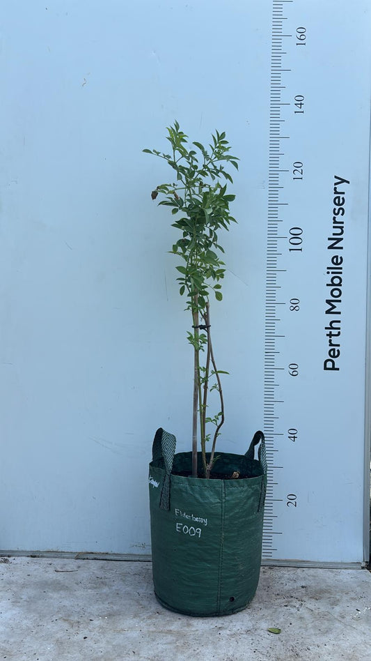 Elderberry Sambucus Fruit Tree