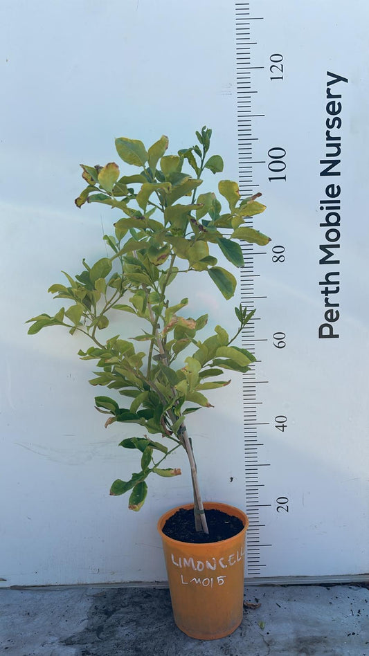 Citrus Fruit Tree Limoncello