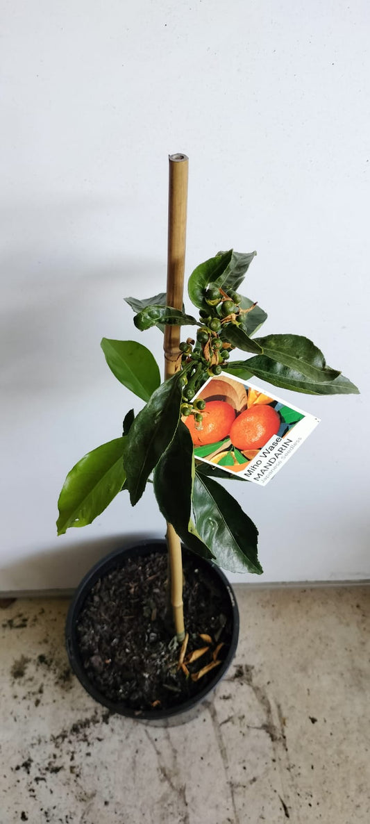 Miho Satsuma Japanese Mandarin Fruit Tree Perth