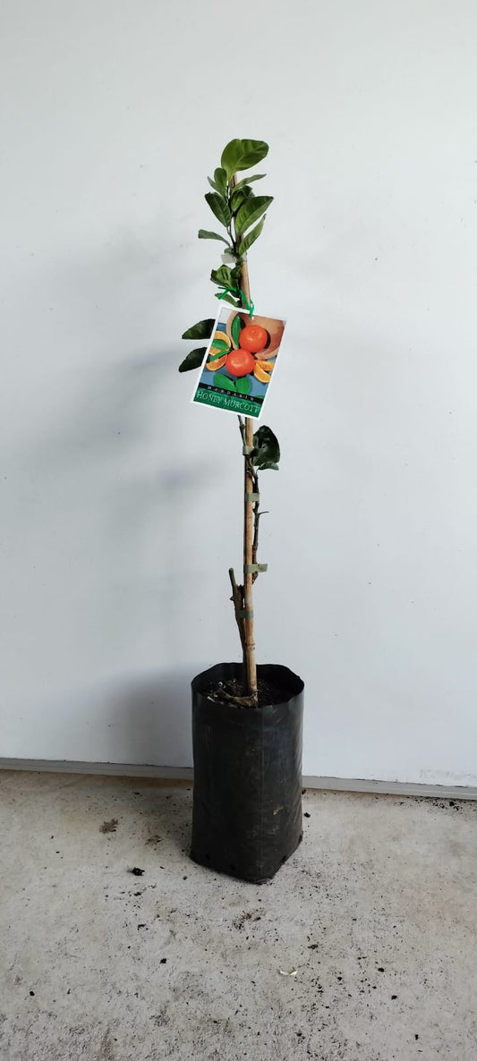 Honey Murcott Mandarin Perth