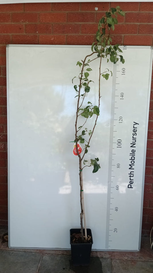 Dwarf Red Sensation Pear Perth