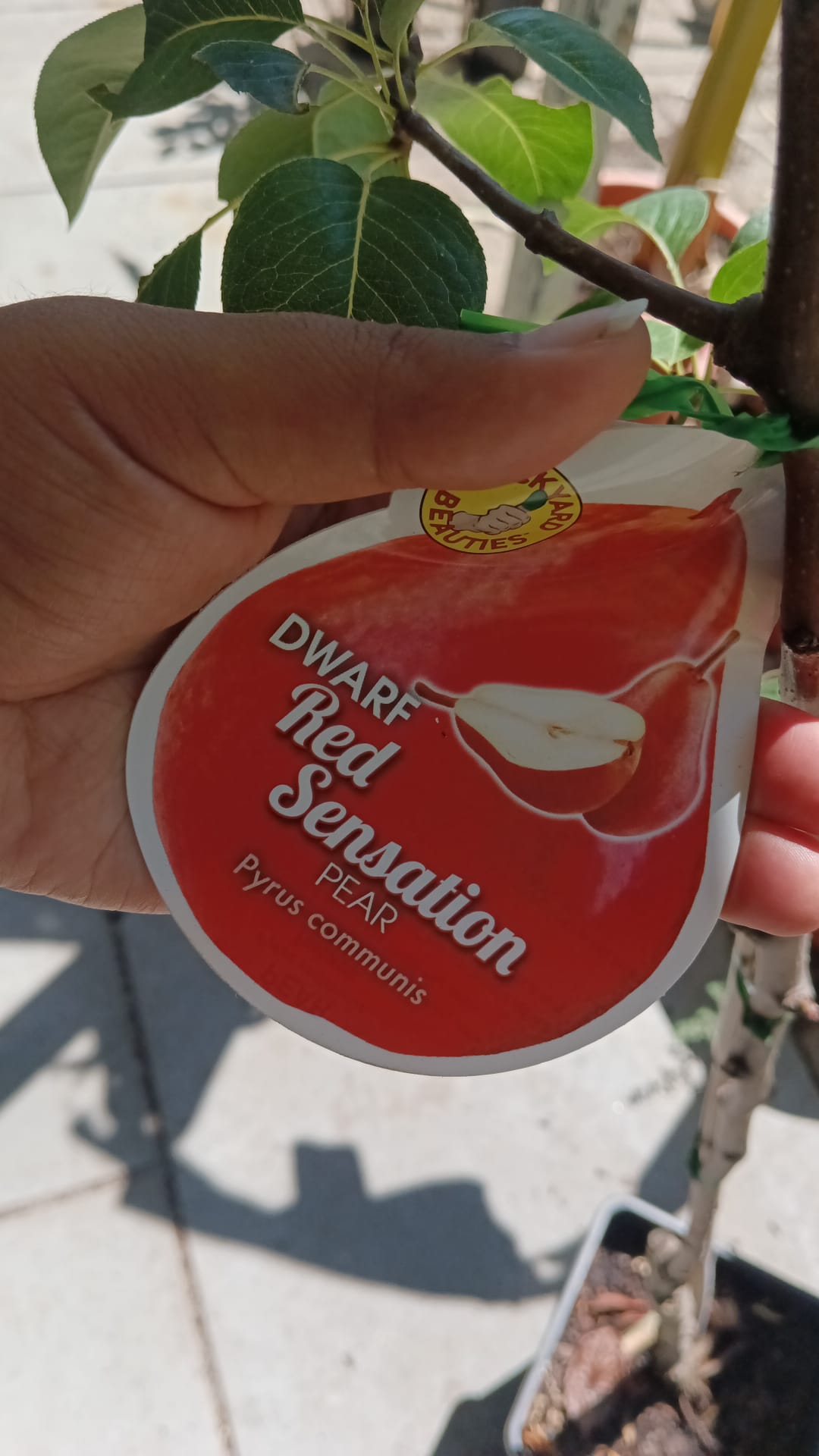 Dwarf Red Sensation Pear Perth