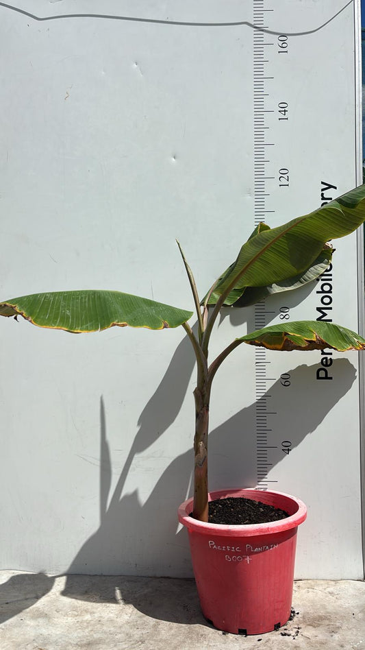 Banana Tree Plantain Pacific