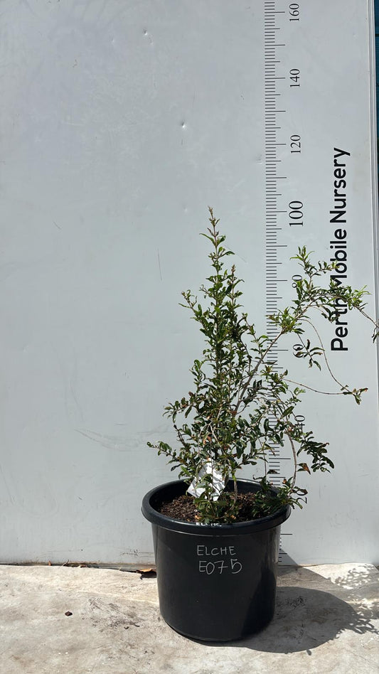 Fruit Tree Elche Pomegranate