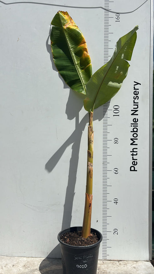 Banana Tree Saba Bluggoe Mini Plantain