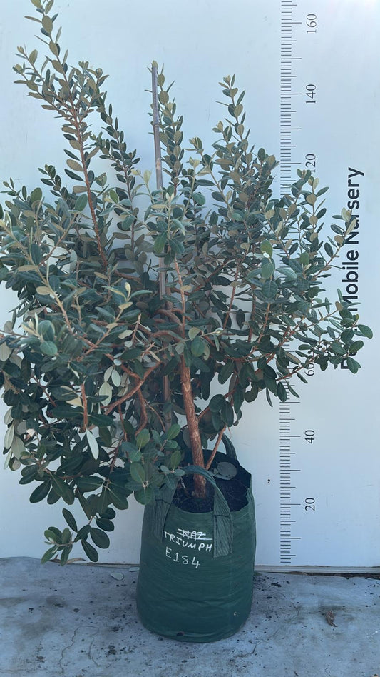 Fruit Tree Feijoa