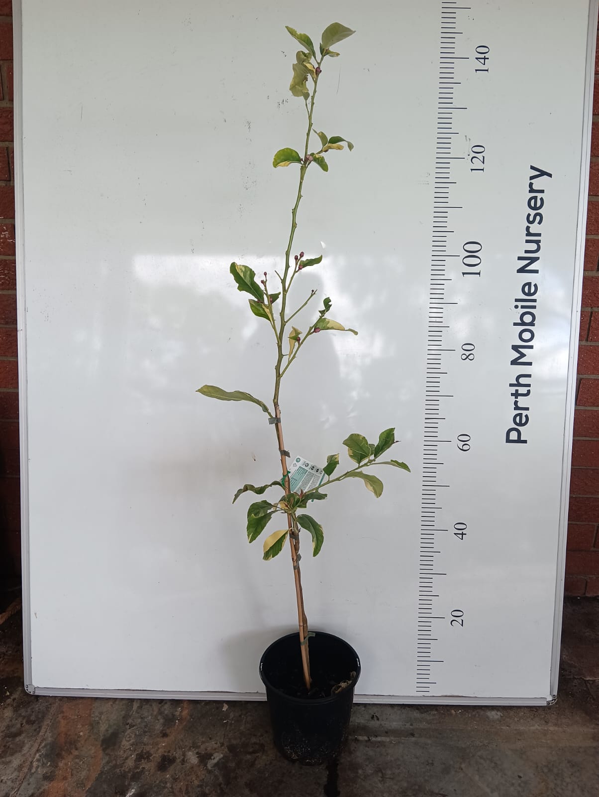 Variegated Lemon Eureka