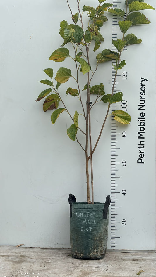 White Mulberry Fruit Tree