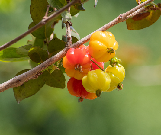 A Different Kind of Cherry