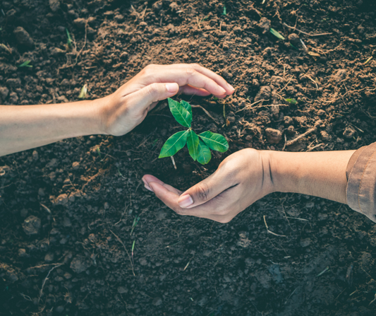 How do Trees Help the Planet