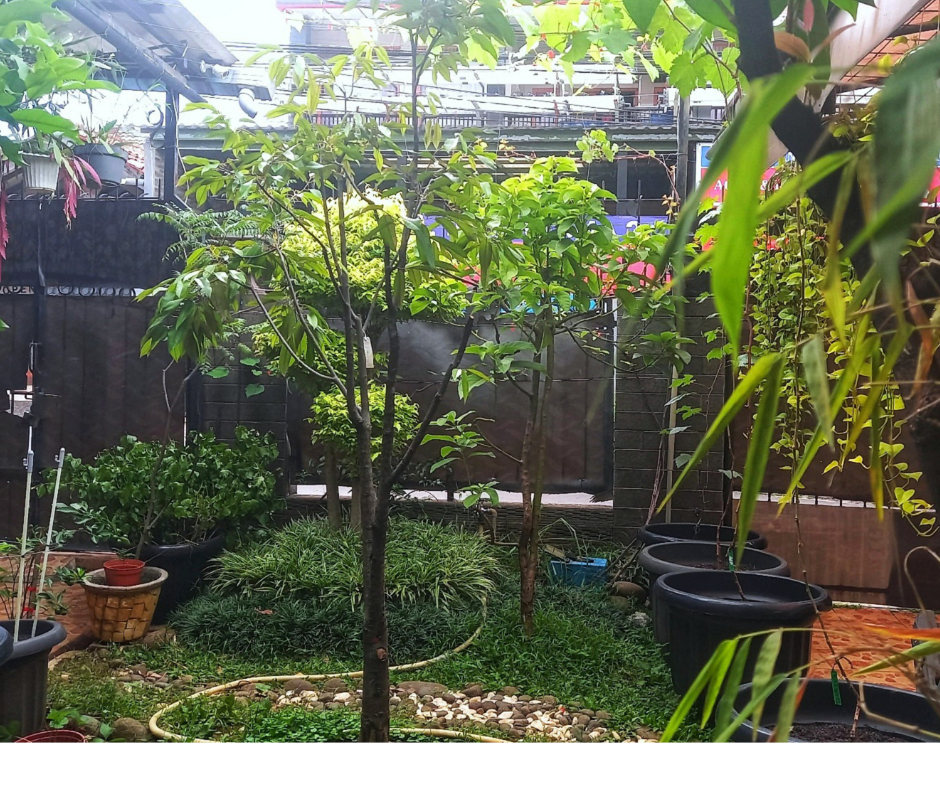 How to Start a Fruit Garden ( Even in Small Spaces)