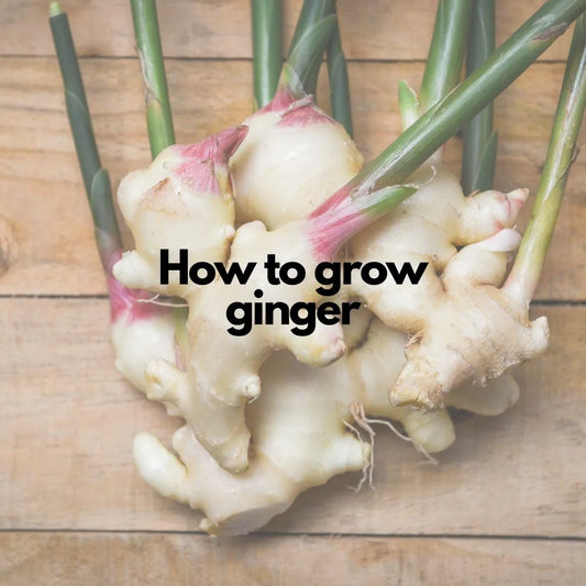 How to grow Ginger
