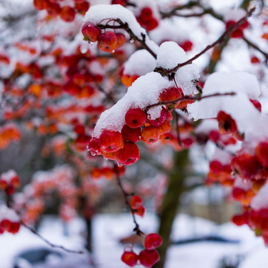 How to Take Care of Your Fruit Trees During Winter in Perth