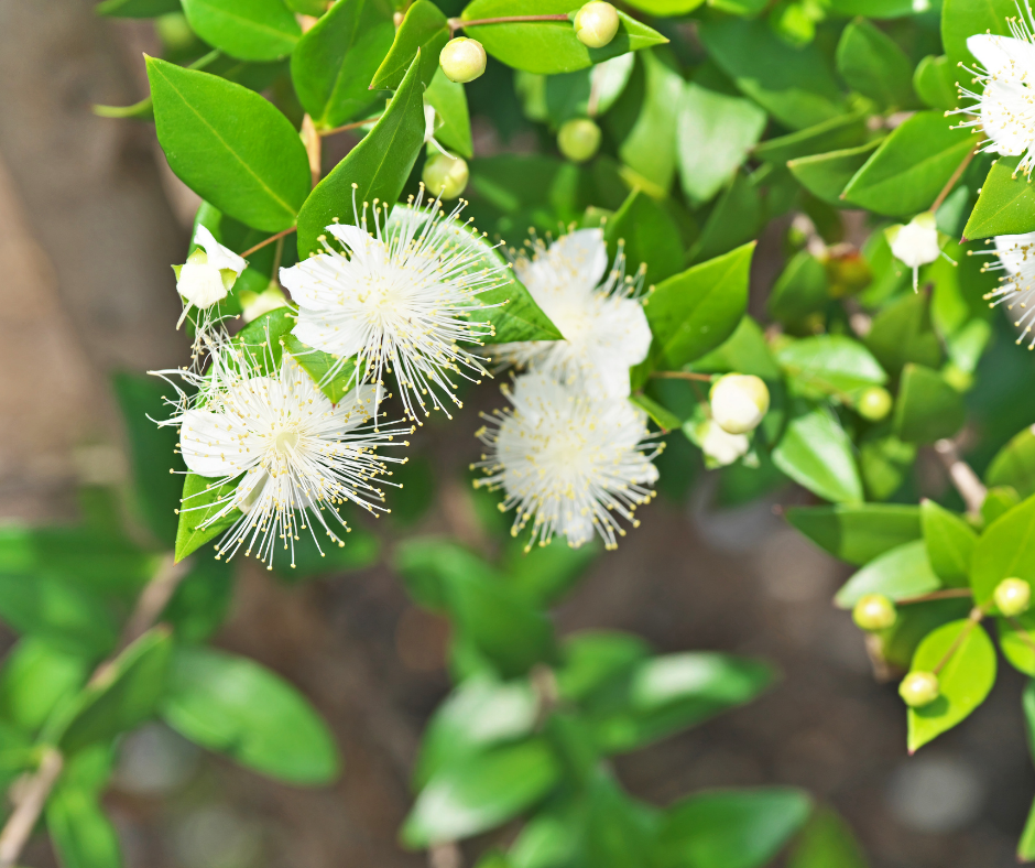 Is Lemon Myrtle a Fruit?