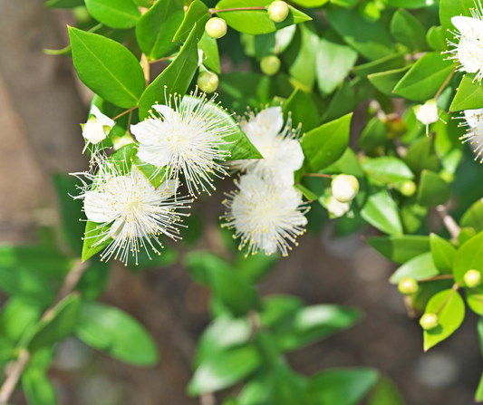 Is Lemon Myrtle a Fruit?