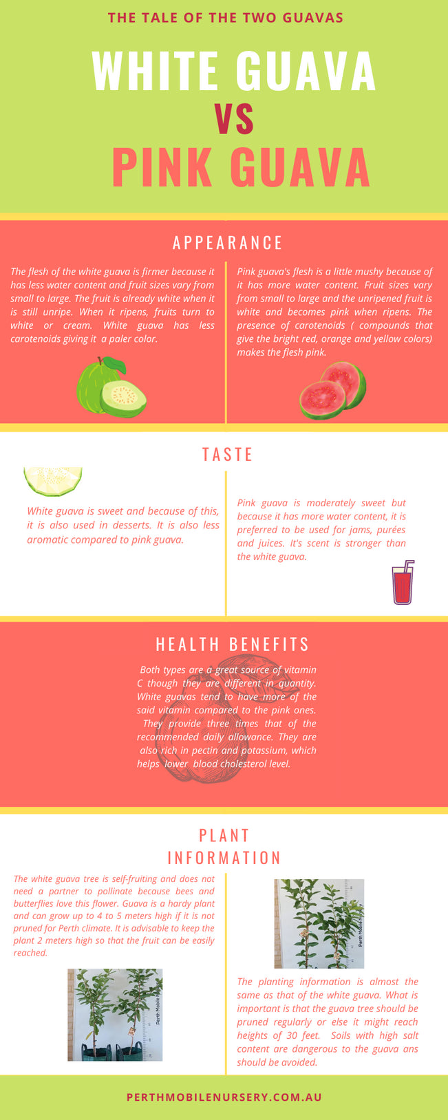Pink or White Guava? Which will you choose?