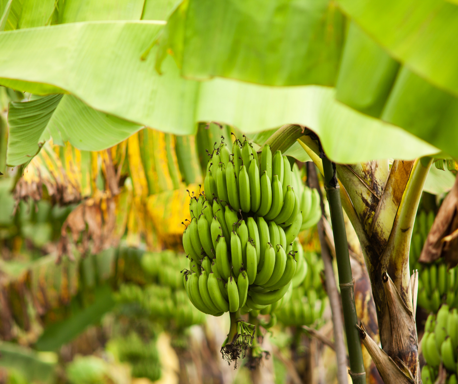 The Banana Family
